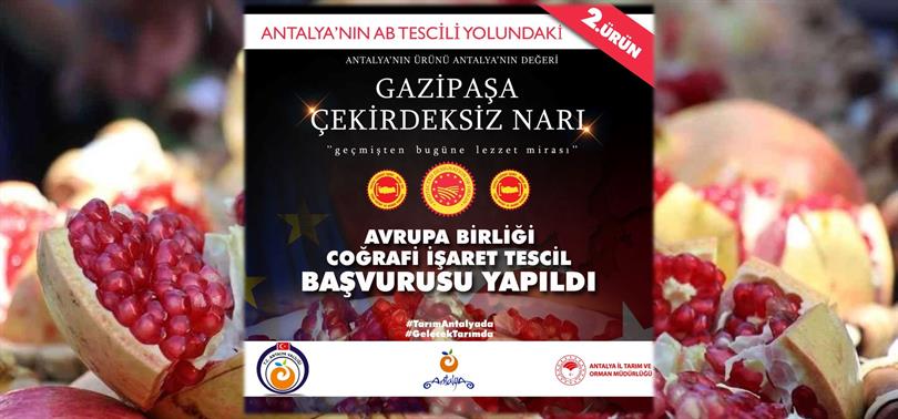 GAZİPAŞA ÇEKİRDEKSİZ NARI İÇİN AVRUPA BİRLİĞİ COĞRAFİ İŞARET BAŞVURUSU YAPILDI