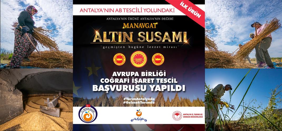 MANAVGAT ALTIN SUSAMI İÇİN AVRUPA BİRLİĞİ COĞRAFİ İŞARET BAŞVURUSU YAPILDI